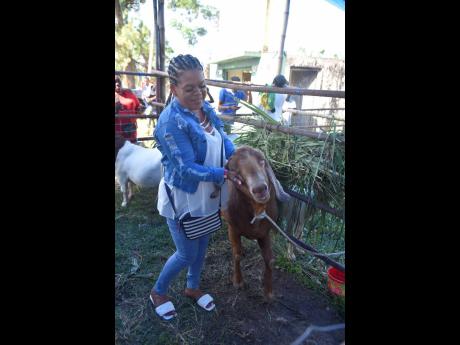 Credit: Nicholas Nunes/Photographer Susan Baijnath with one of her champion goats ‘Big Man’ at the St Mary Agricultural Show held at Gray’s Inn Sports Complex in Annotto Bay yesterday.