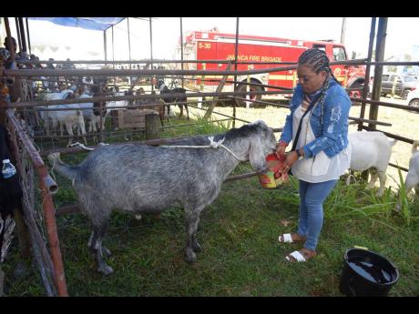 Credit: Nicholas Nunes/Photographer Baijnath feeds her goat ‘Hundred Thousand’.