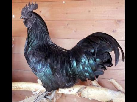 The Ayam Cemani is a rare breed of chicken native to Indonesia. 