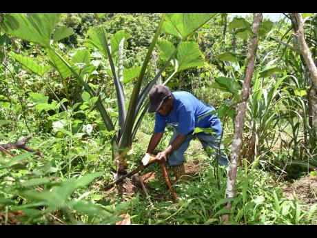Merlyn McAnuff tends to a dasheen plant on her farm.