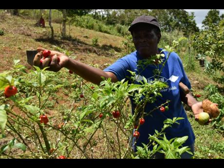 With a tomato and Irish potato in one hand, Merlyn McAnuff uses the other to pick some hot peppers.