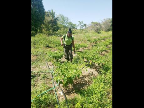 Trelawny’s Young Farmer 2022 Chelisa Osbourne watering her pepper plants on her farm.