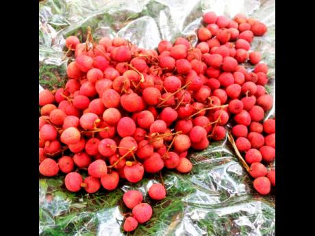 Lychees from the farm of Ronald Lyn in Manchester. 