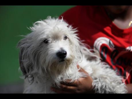 Credit: Ricardo Makyn Donna-Lee Donaldson’s dog China, who relatives say has not been the same since her owner’s disappearance.
