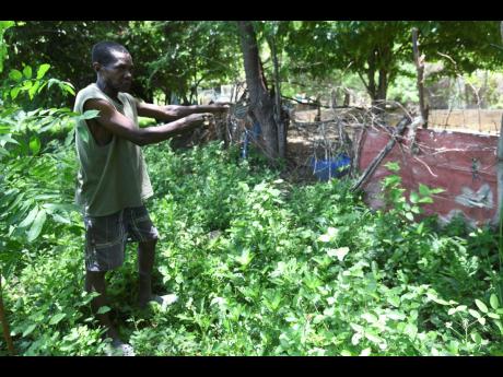Farmer Winston Scott showing his goat pen which he said is now affected by water coming from the main road.