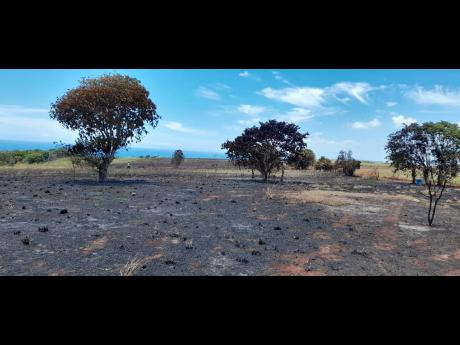 A scorched section of a farm in Flagaman, St Elizabeth, following a blaze in August.