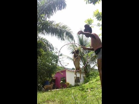 Trinity Pierce coaching a dog to jump through a hoop.