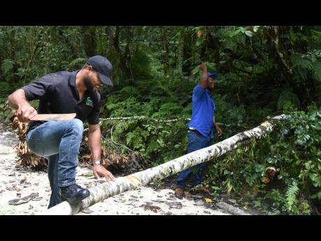 Rangers Cavoy Petgrave ad Franz Howell made light work of removing a tree that had fallen into the roadway.