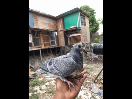 Credit: Contributed A trained homing pigeon will return to its loft when released from a distant location.
