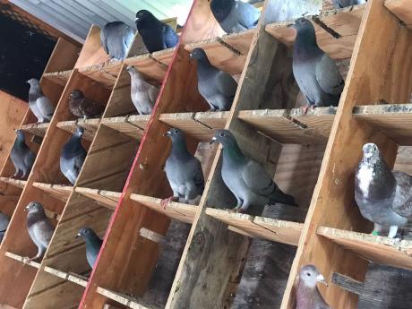 Credit: Contributed Homing pigeons in their loft.