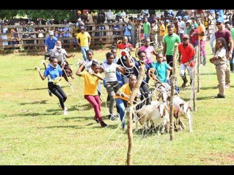 School girls participate in the exciting a goat scramble at the Minard Livestock Show and Beef Festival at Minard Estate in Brown’s Town, St Ann.