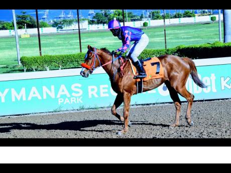 Credit: File SHE’S MY DESTINY with Phillip Parchment after winning the over six and a half furlongs in December last year.