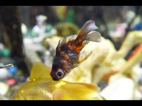 This curiously coloured goldfish is among the different species that Mattis has.