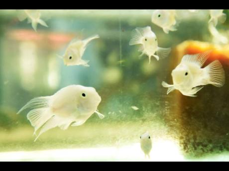 Photos by Nicholas Nunes/Photographer 
Some of the ornamental fish in Mattis’ tank.