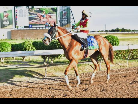 YELLOWSTONE ridden by Tevin Foster proudly struts to the winner’s enclosure after capturing the Derrick Collins Trophy over five-and-a-half furlongs ahead of CHAMPION BUBBLER with Reyan Lewis. The event was a four-year-old and upwards Restricted Allowance race at Caymanas Park on Sunday, January 15, 2023.
