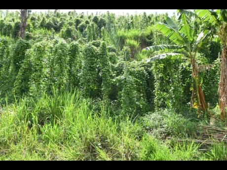 Yam under cultivation in Trelawny.