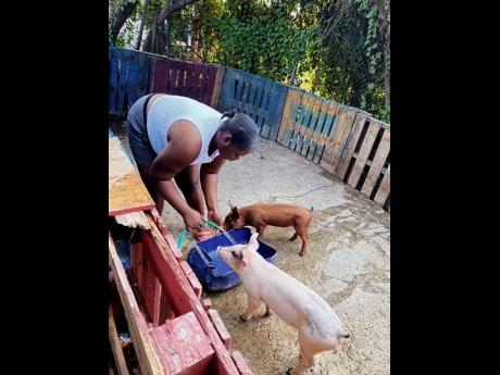 Credit: Contributed Jones tends to two of her pigs.