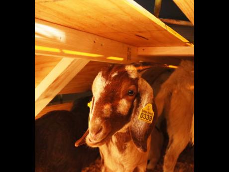 One of the purebred goats imported to improve Jamaica’s small ruminant industry.