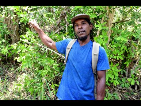 Davion Fairweather said he witnessed ‘blood’ oozed from the physic nut tree on many Good Fridays.