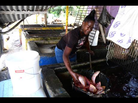 Kenyon Hemans/Photographer 
Yevette selects a few tilapia from her tank. 