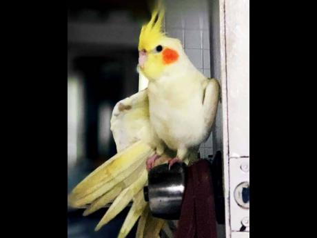 Peppers, the missing cockatiel.