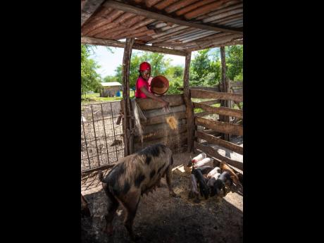 Even with her meagre earnings, Parkinson continues to support her family by taking on domestic work, planting vegetables and raising livestock. 
