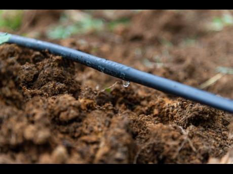 A part of a drip irrigation system.