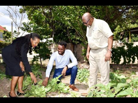Minister of State in the Ministry of Education and Youth, Marsha Smith (left) and President of Junior Chamber International Marklon Bedward (centre) examine a lettuce plant on a newly established vegetable farm at Best Care Special Education School in Kingston. With them is the school’s chairman, Orville Johnson.