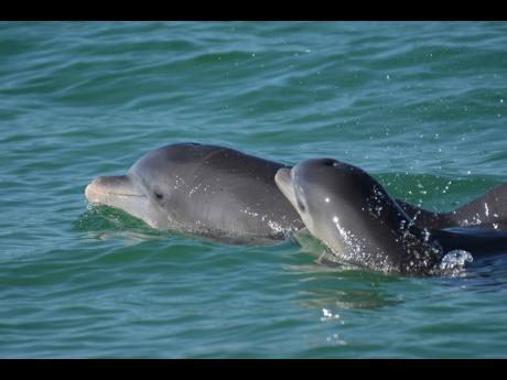 In this undated photo, bottlenose dolphins swim in open waters off Sarasota Bay, Florida.