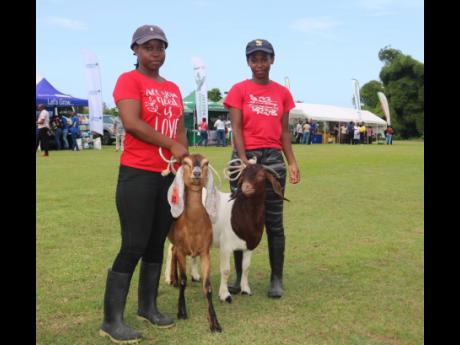 Credit: Contributed Tiffany Hare (left) and Shanelle Cunningham, students at the College of Agriculture, Science and Education (CASE), handle their livestock at the Portland Agricultural Show held on the college campus last Saturday.