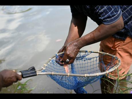 Credit: Ricardo Makyn National Fisheries Authority said that the bigger tilapias, which were placed in the Rio Cobre last Friday, will reach maturity within four to six months. The younger ones will be ready in about 11 months.