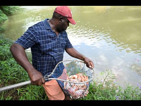 Credit: Ricardo Makyn Samuel McLaughlin assists in restocking the Rio Cobre, in the vicinity of Flat Bridge, with tilapia seed stock last Friday.