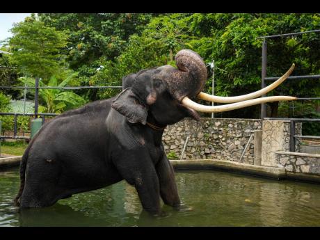  (AP Photo/Eranga Jayawardena)