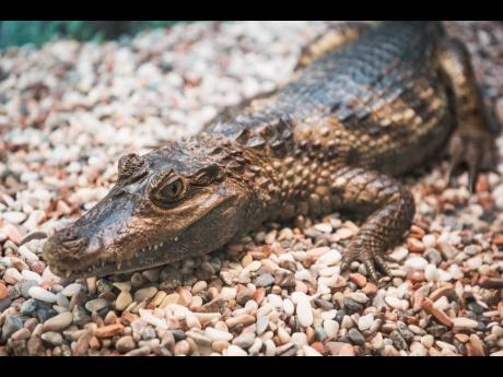 A caiman