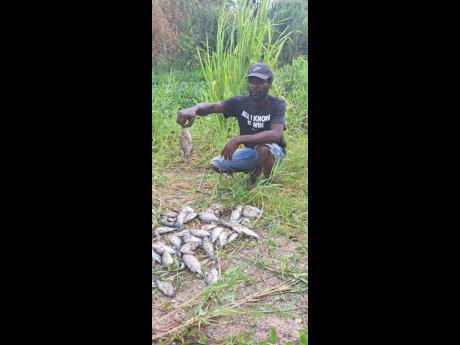 Rio Cobre fisherman Christopher Barrett shows dead fish taken from the river on Tuesday.