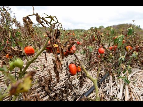 Credit: FILE Tomatoes suffering from the effects of drought in St Elizabeth.