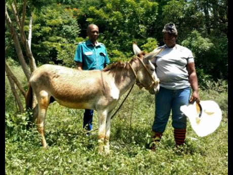 Minister of State in the Ministry of Science, Energy, Telecommunications and Transport, J. C. Hutchinson (left), hands over a donkey named ‘Prosperity’, to farmer Dionne Blake in Cornwall,  St Elizabeth.