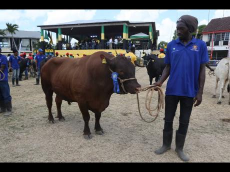 This farmer displays a massive bull at the recently held Denbigh Agricultural, Industrial and Food Show for 2023 at Denbigh in Clarendon.