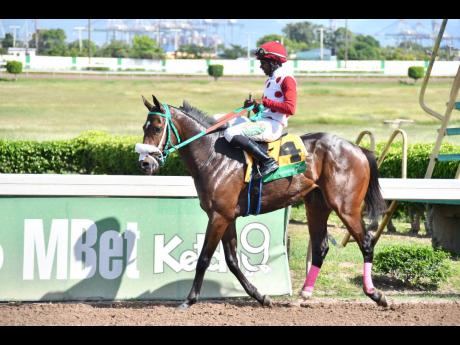 IS THAT A FACT, ridden by Omar Walker, wins the third race over five furlongs round for two-year-old maiden special weight at Caymanas Park in November last year.