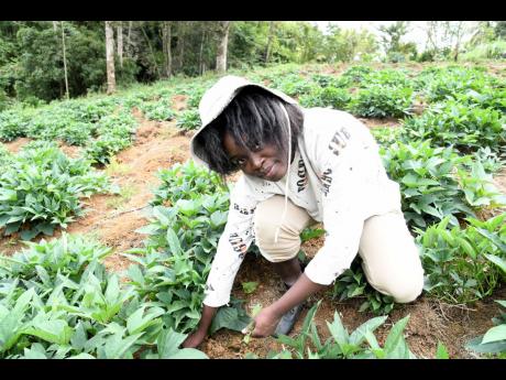 La-toya Roberts, a young farmer, tends to her crops on her farm in Carron Hall, St Mary, in February.