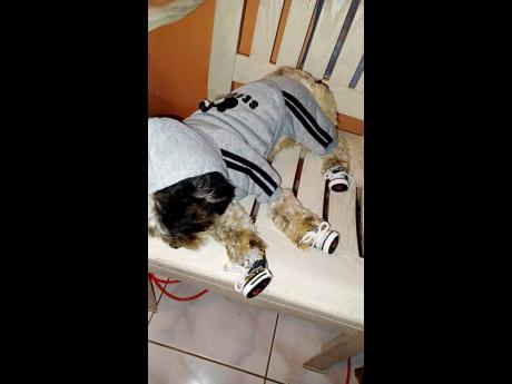 Eight-month-old Shih Tzu Blaze in a trendy outfit.