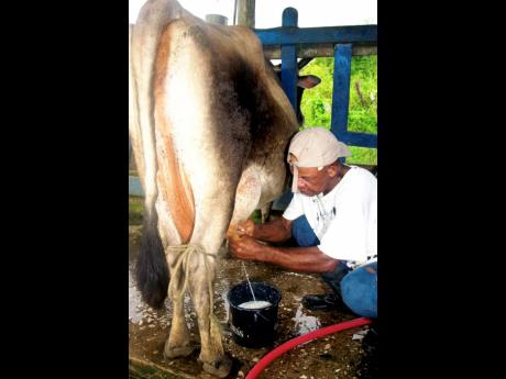 Credit: FILE A farmer milking his cows by hand.