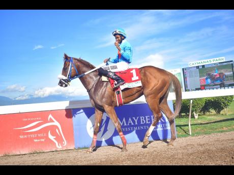 Credit: File RUNAWAY ALGO, ridden by Raddesh Ramon, wins the She’s A Maneater Trophy for three-year-old and upwards graded stakes/open allowance race over a mile at Caymanas Park in August.