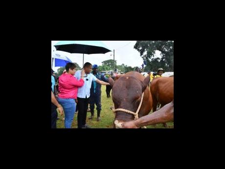 Minister of Agriculture, Fisheries and Mining Floyd Green (centre) examines a Jamaica Red Poll, during the 22nd staging of the Minard Livestock Show and Beef Festival at Minard Estate in Brown’s Town, St Ann, last Thursday. He is joined by Member of Parliament for St Ann Northwestern, Krystal Lee (left) and cattle herder at Minard Estate, Raphel Williams.