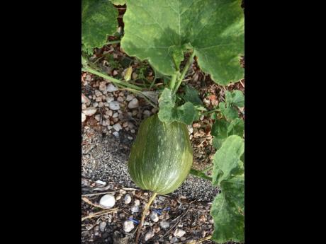 Credit: Nicholas Nunes/Photographer In addition to Christmas trees, Richards also grows crops such as pumpkins.