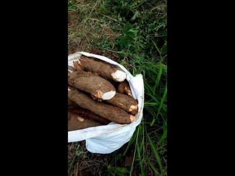 Some of the cassava reaped by farmers in eastern St Thomas.