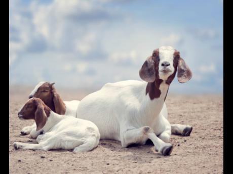Boer goats are often used in cross-breeding programmes to improve meat quality and growth rates in other goat breeds.