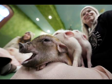 Customers play with micro pigs at a mipig cafe, Wednesday, January 24, in Tokyo, Japan. 