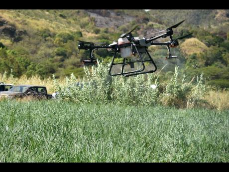 A drone being used to spray onions on a farm in St Thomas.