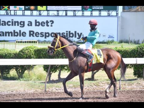 Jockey Romario Spencer guides ABILITY to the winners’ enclosure after winning the three-year-old and upwards restricted allowance stakes over seven furlongs at Caymanas Park in January.